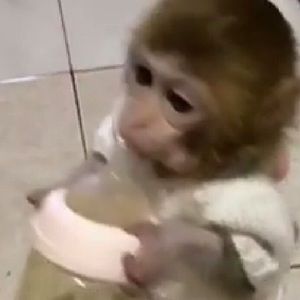 Meet your Posher, Elicabek